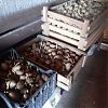 Продам семенной картофель в Юрге