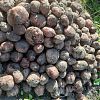 Продам картофель. в Юрге