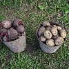 Качественный картофель и свекла из…