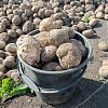 Продам свежий домашний, отборный картофель…