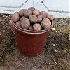 Продам картофель на еду хорошего…